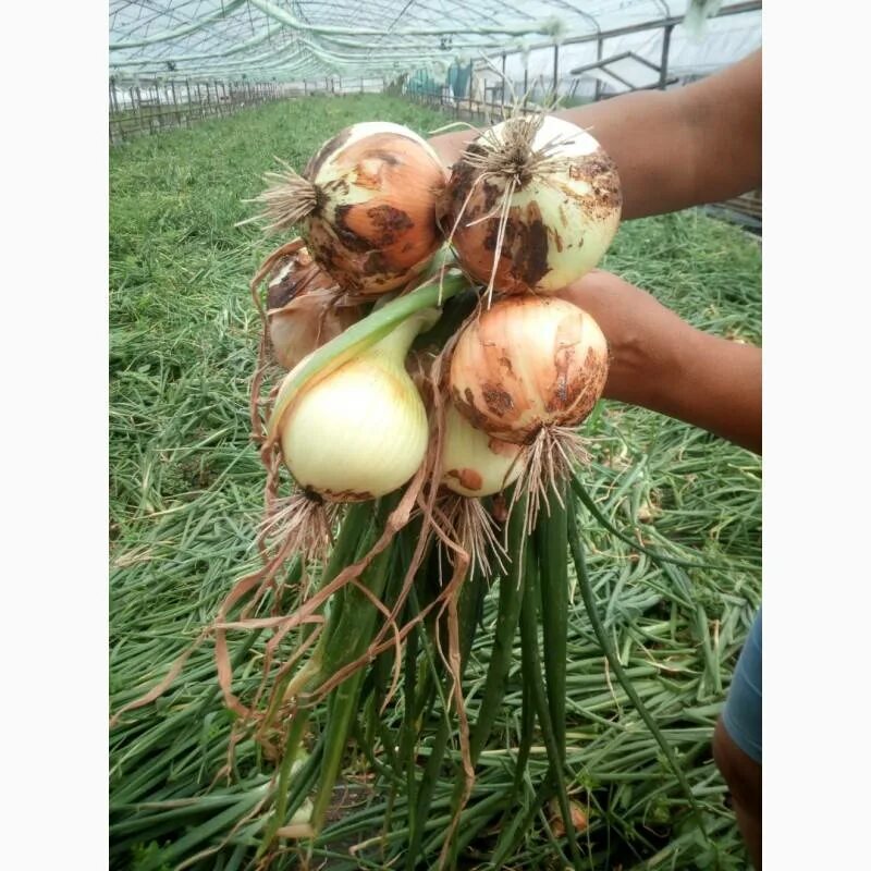 Лук репчатый кэнди. Лук каприкорн f1. Сорт лука кэнди. Семена репчатого лука кенди. Семена лука seminis кэнди.