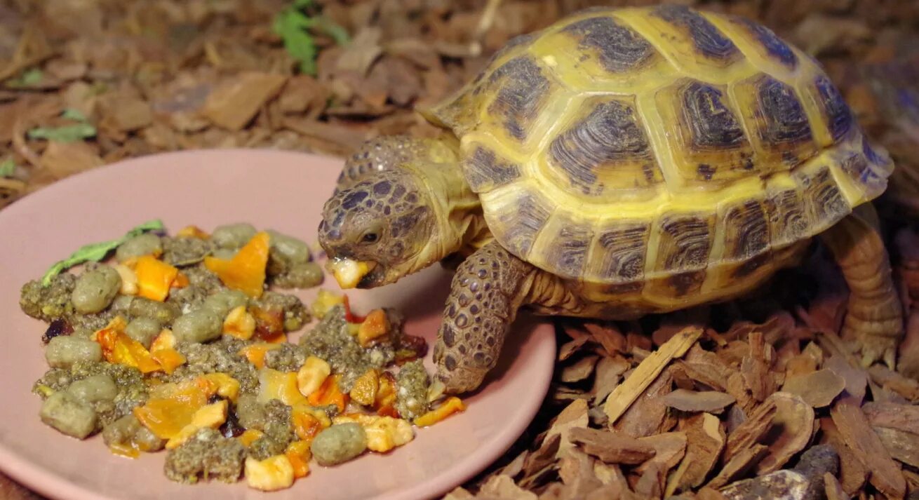 Чем кормить черепаху в домашних условиях сухопутную. Среднеазиатская красноухая черепаха. Среднеазиатская сухопутная черепаха. Среднеазиатская черепаха рахит. Среднеазиатская черепаха панцирь.