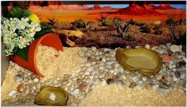 Домики для черепах сухопутных. Грунт для сухопутных черепах. Грунт в аквариум для красноухой черепахи. Грунт для черепахи. Террариум для сухопутной черепахи.