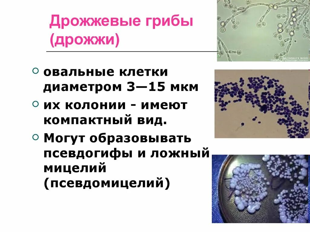 Молочница гриб. Патогенные дрожжи и дрожжеподобные грибы. Дрожжевые грибы классификация. Характеристика дрожжевых грибов микробиология. Дрожжи грибы.