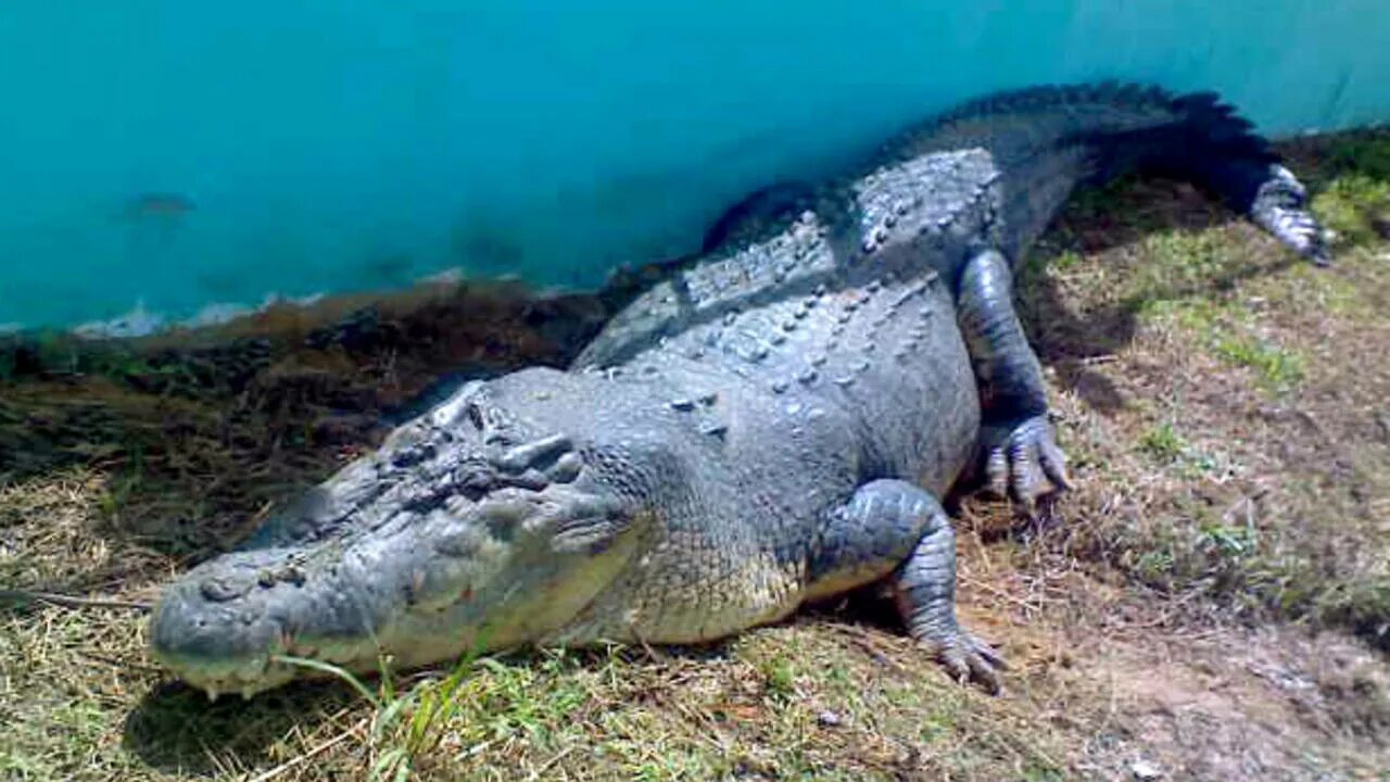 Лолонг. Гигантский гребнистый крокодил. Гребнистый крокодил самый большой. Крокодил Лолонг. Лолонг самый большой крокодил.