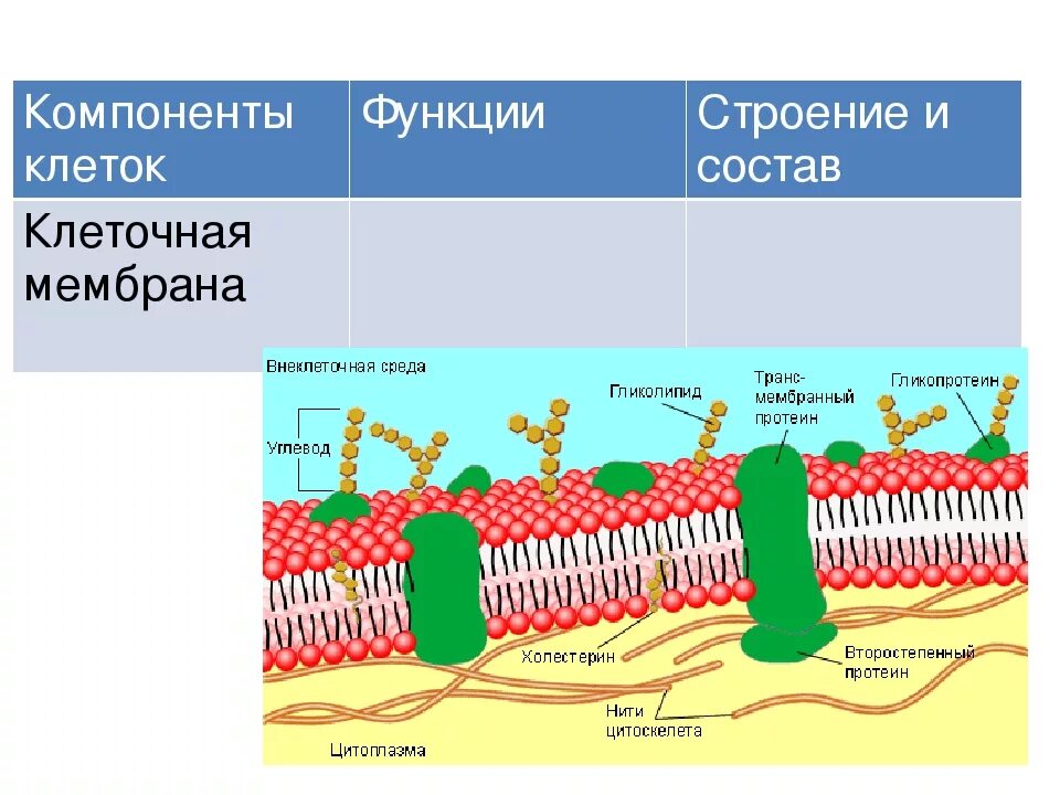 Основные функции клеточных мембран обеспечивают. Клеточная мембрана строение и функции. Компоненты мембраны клетки схема. Обозначьте структурные компоненты мембраны клетки. 9. Строение и функции мембранных компонентов клетки.