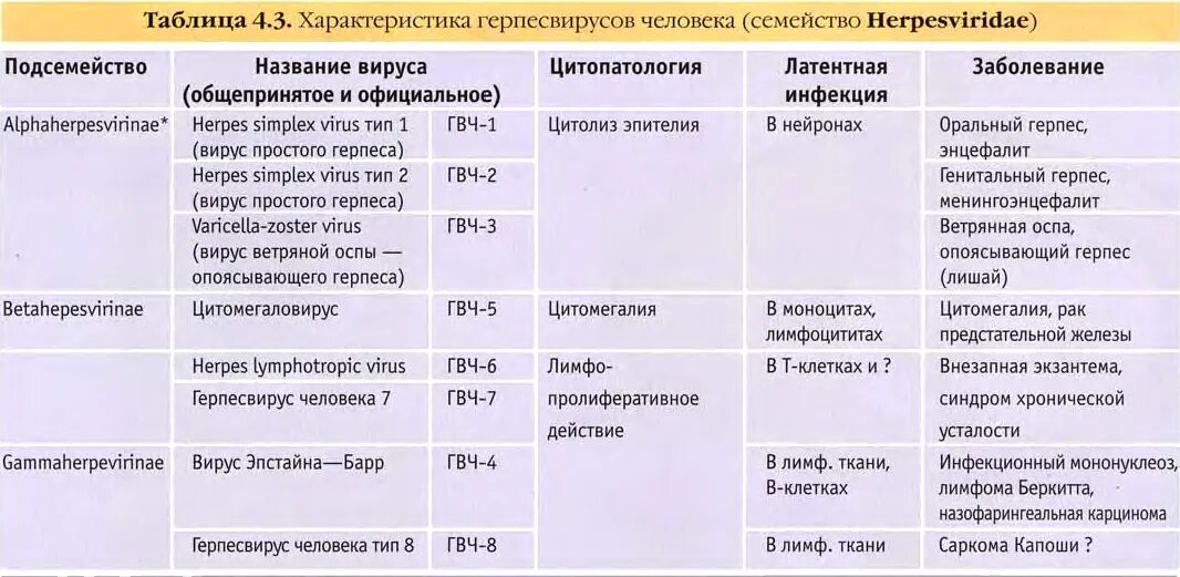 Herpes virus 6. Герпесвирусов микробиология типы. Классификация вируса герпеса 1 типа. Классификация вирусов герпеса микробиология. Вирус герпеса характеристика.