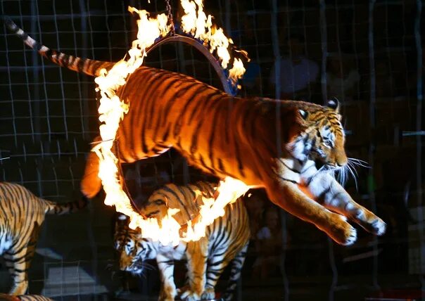 Мстислав мстиславович запашный. Тигры на земле и в воздухе. Тигр через кольцо. Украинский тигр. Астраханский цирк джемелли.