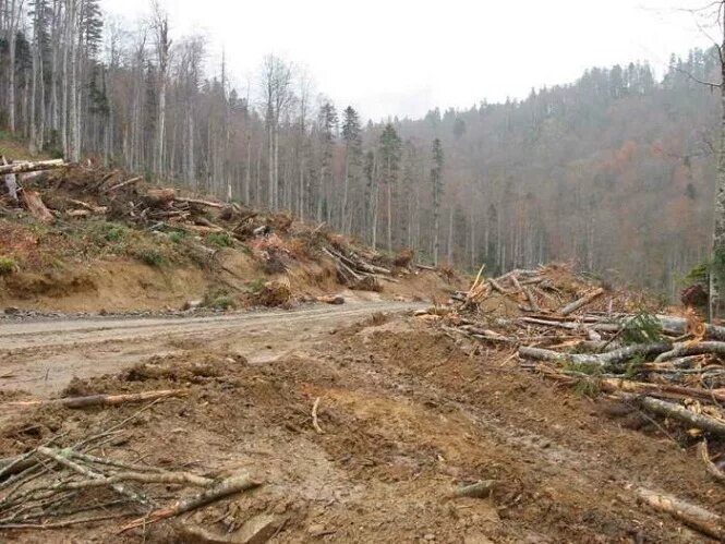 Дорога была проложена через. Строительство заповедников. Стройка дороги на заповедниках. Заповедники при строительстве дорог.