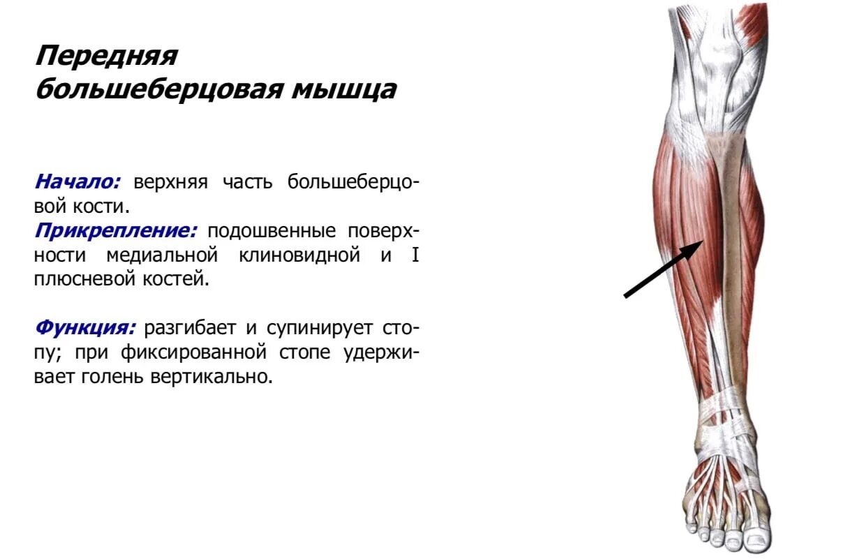 Болит большая берцовая. Крепление передней большеберцовой мышцы. Передняя большеберцовая мышца голени. Задняя большеберцовая мышца функции. Задняя большеберцовая мышца мышцы голени.
