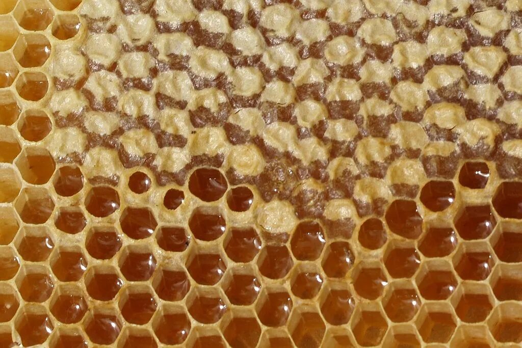 Забрус пчелиный. Мед забрус. Соты пчелиные. Мёд в сотах.
