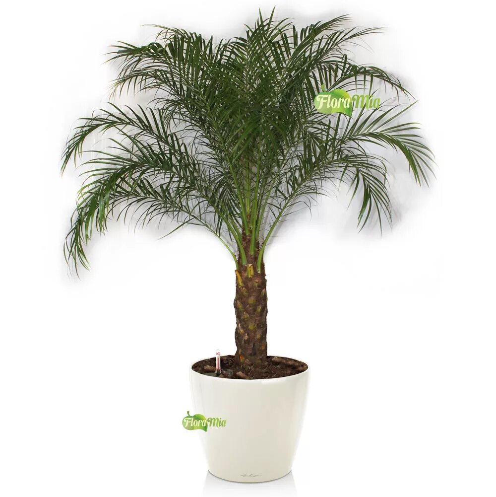 Купить пальму живую. Фикус Пальма Арека. Пальма Цикас высокая. Пальма натуральная в горшке. Искусственная Пальма в белом горшке.