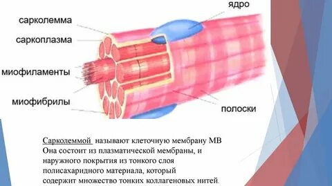 Сарколемма мышечного волокна это