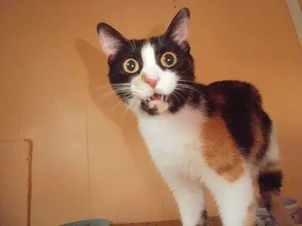 Напугай кота
