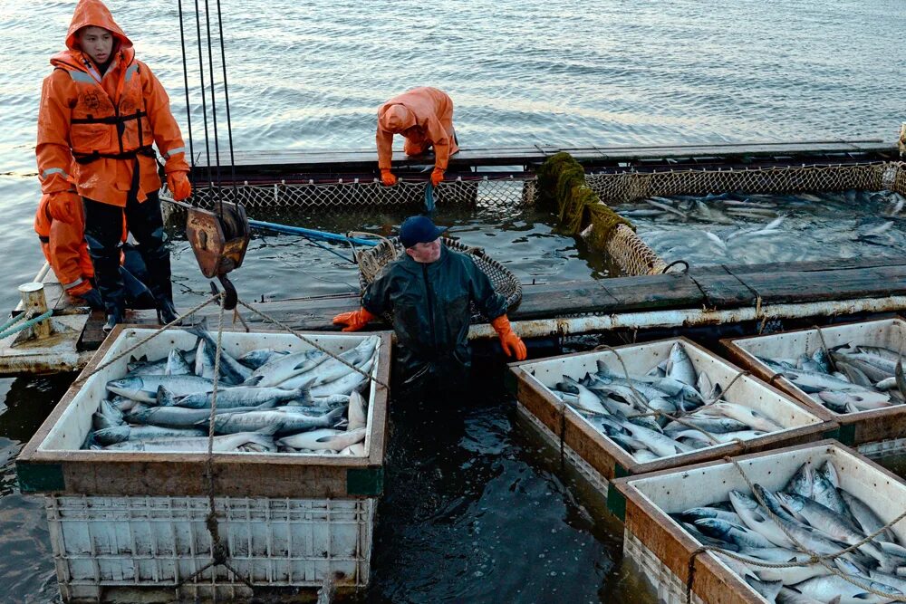 Добыча море рыбы. Берингово море промысел. рыбное хозяйство. добыча рыбы. промысел рыбы.