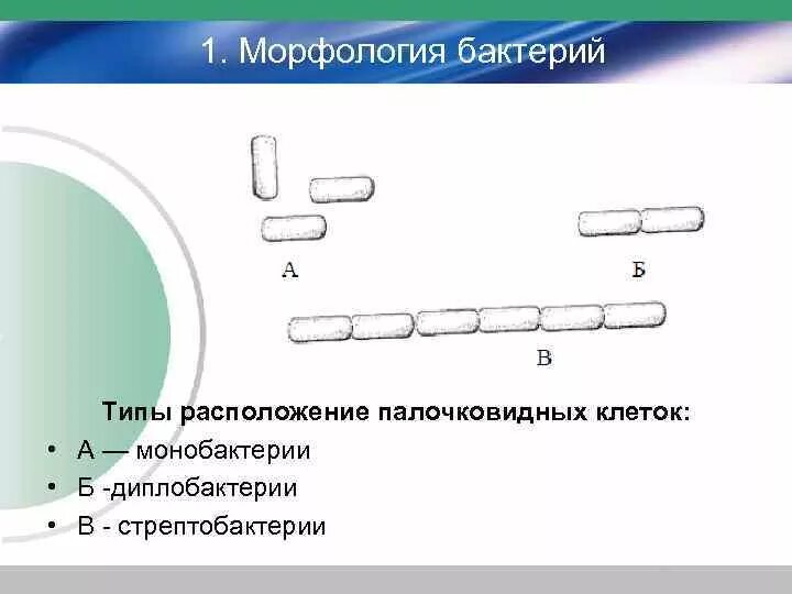 Морфология 2 процента. Расположение палочек бактерий. Расположение палочковидных бактерий. Палочковидные бактерии монобактерии. Морфология палочковидных бактерий.