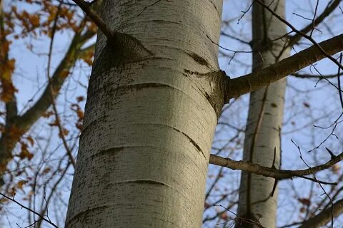 Темнеют тополи