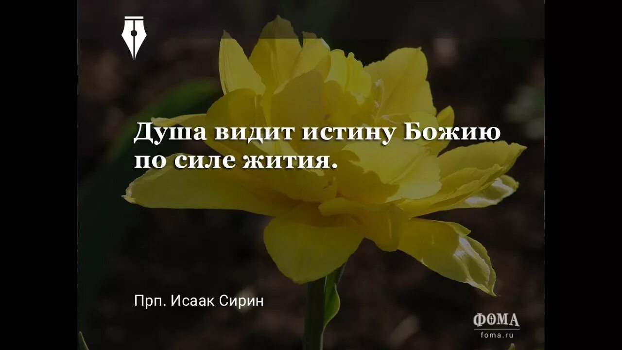 Нее в душе не видели. Душа видит истину Божию по силе жития.