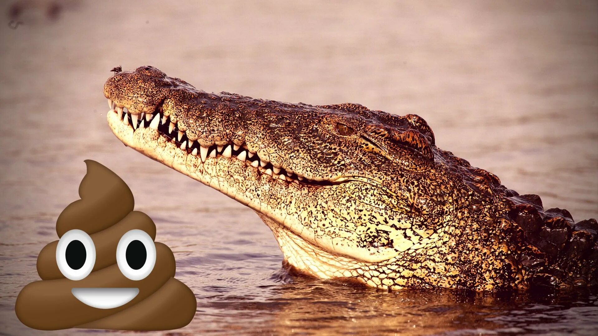 Какой крокодил зеленый. Гангский гавиал крокодилы. Цвета крокодилов. Расцветка крокодила. Какого цвета крокодил.