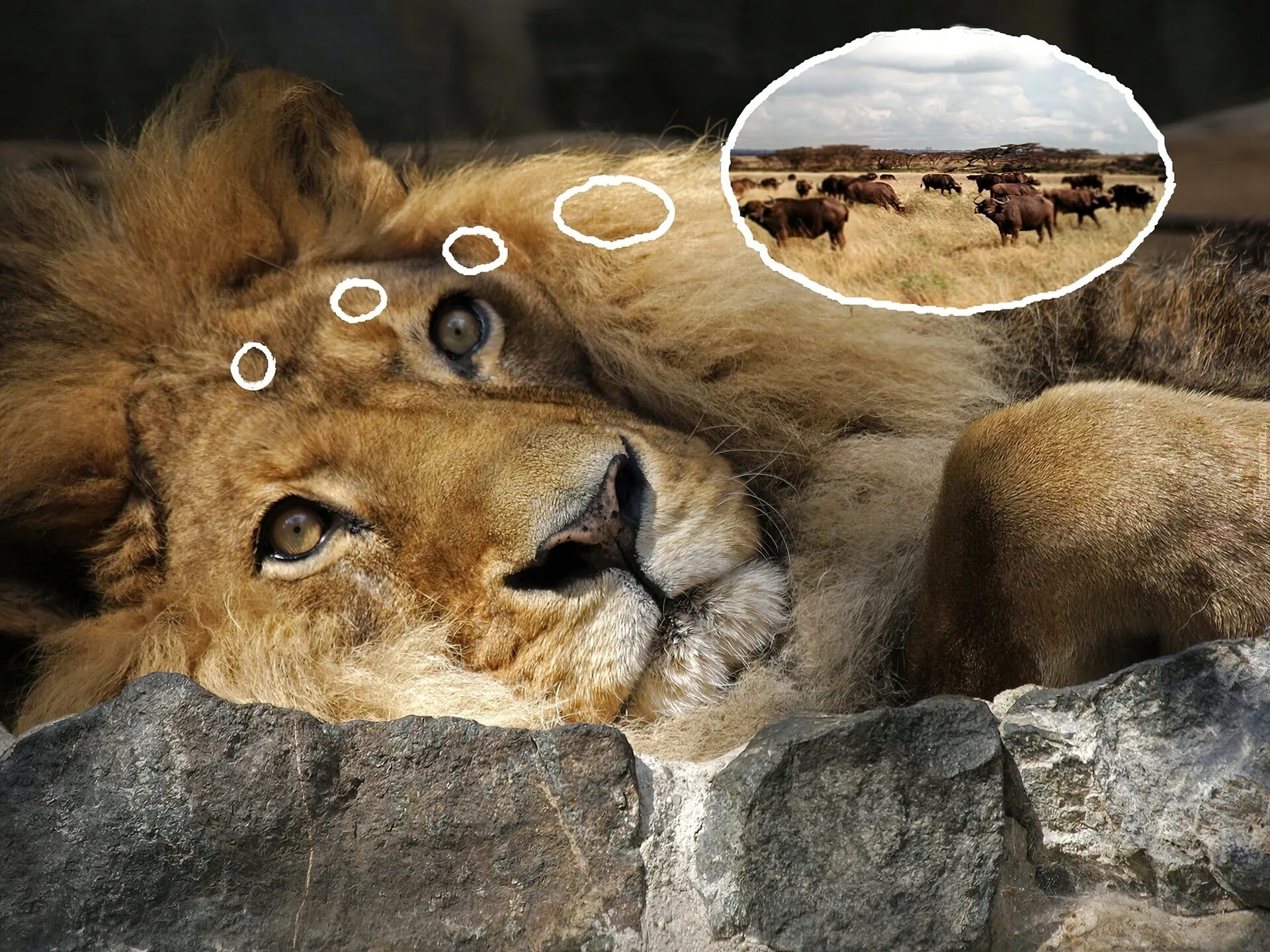 Сколько спят львы. Лев и львица. Львица проснулась. Лев картинки.