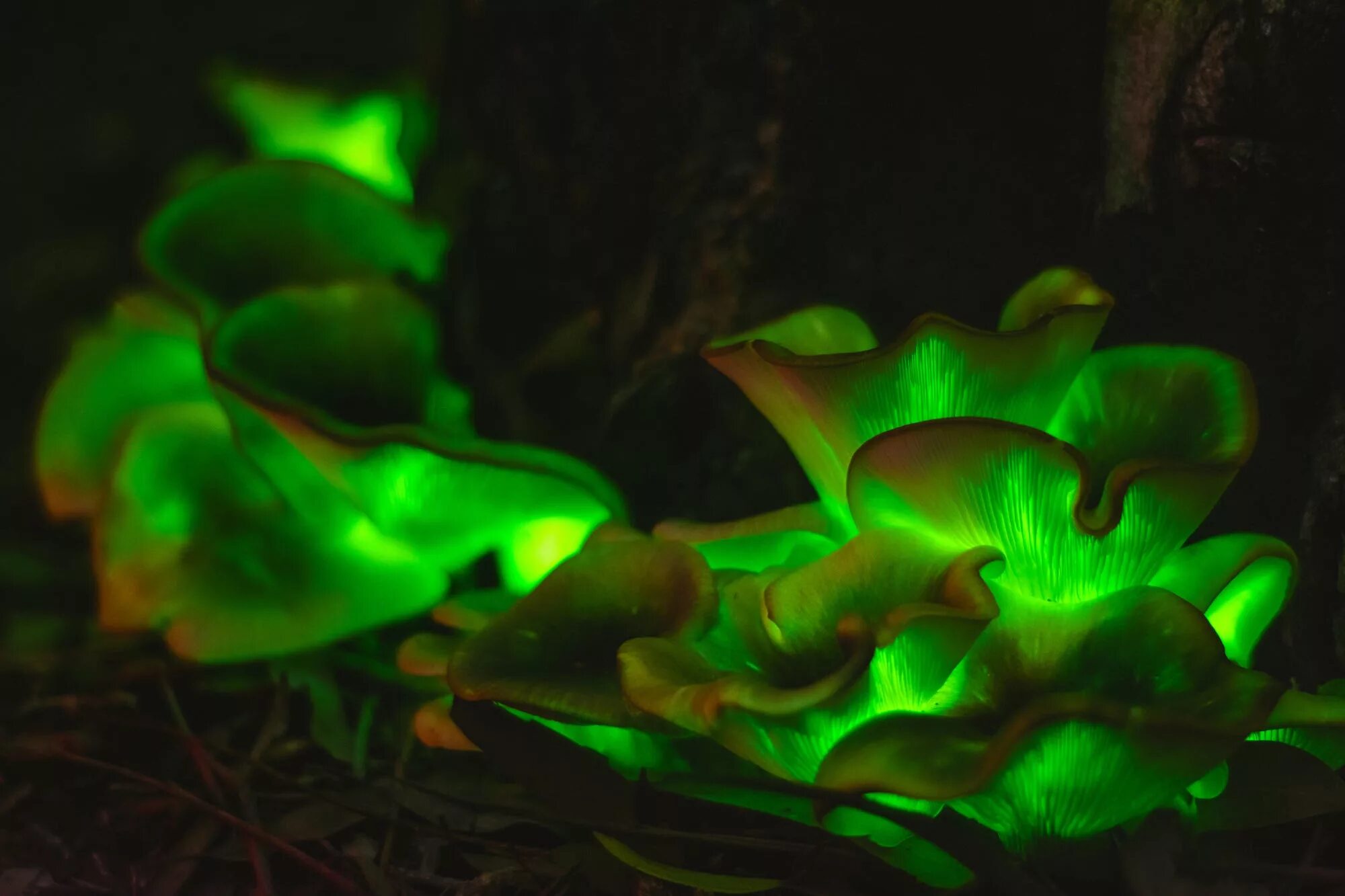 Светящийся орган. Призрачный гриб Omphalotus Nidiformis. Omphalotus Nidiformis гриб. Омфалотус гриб светящийся. Биолюминесценция опят.