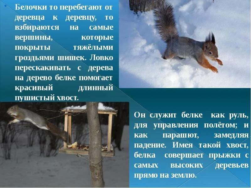 Презентация как белочка зимует. Белка зимой сообщение. белка зимой презентация. белка зимой описание. сообщение о белок зимой.