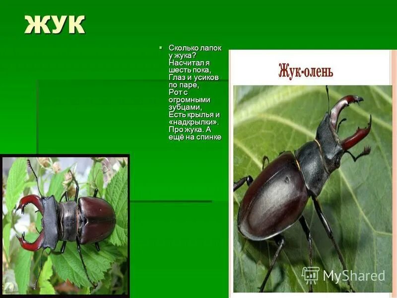 Три пары ног у насекомых. Сколько ног у жука. Жук 6 ног. Жук 6 ног. Сколько конечностей у жука.