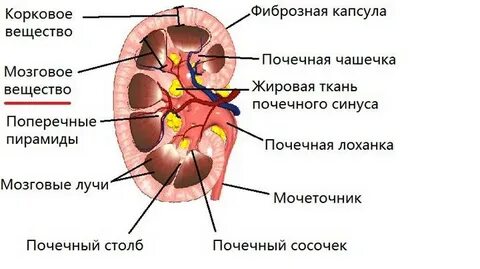 Почечная капсула строение