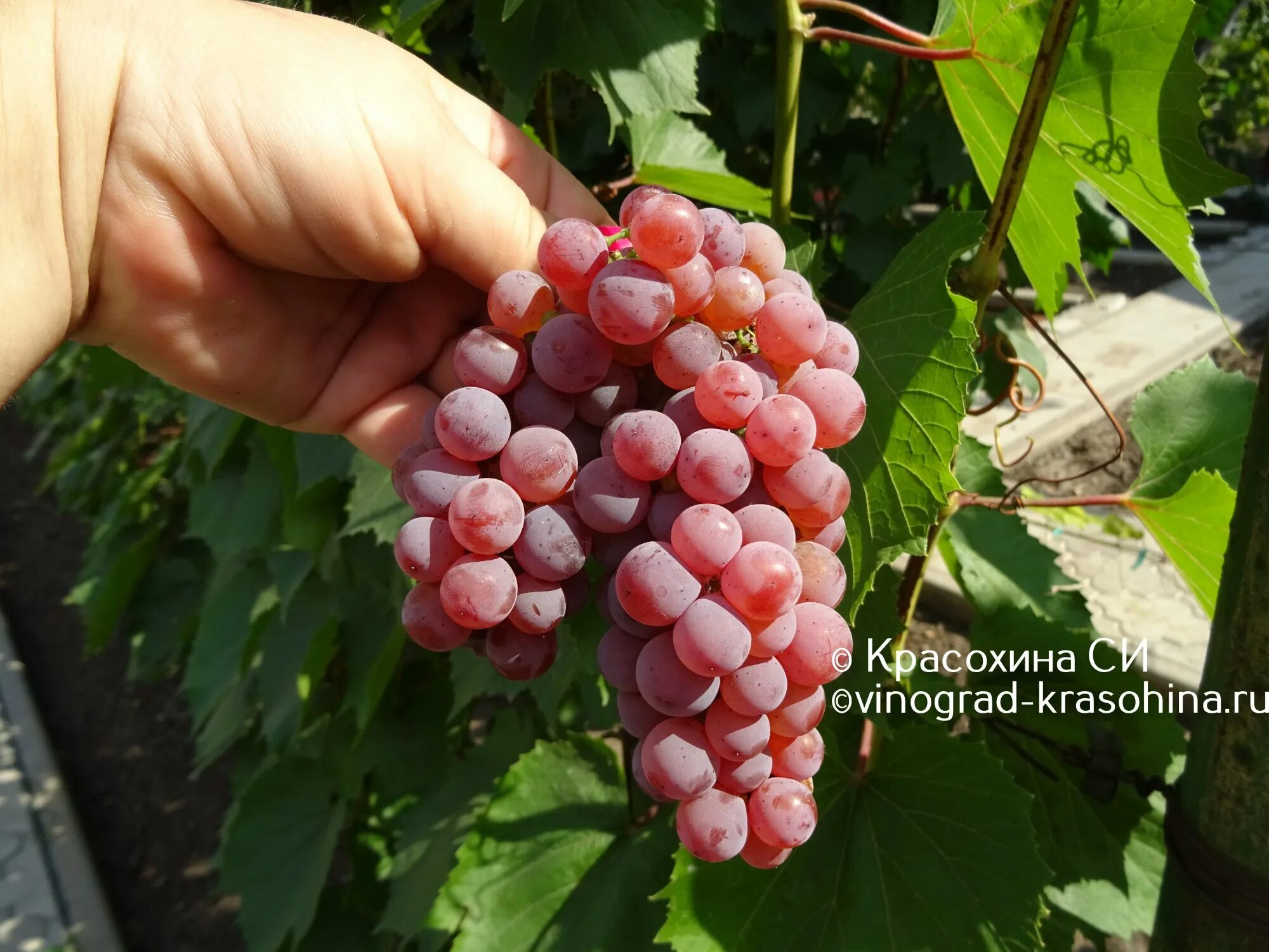 Виноград сорт кишмиш лучистый фото описание: найдено 89 изображений