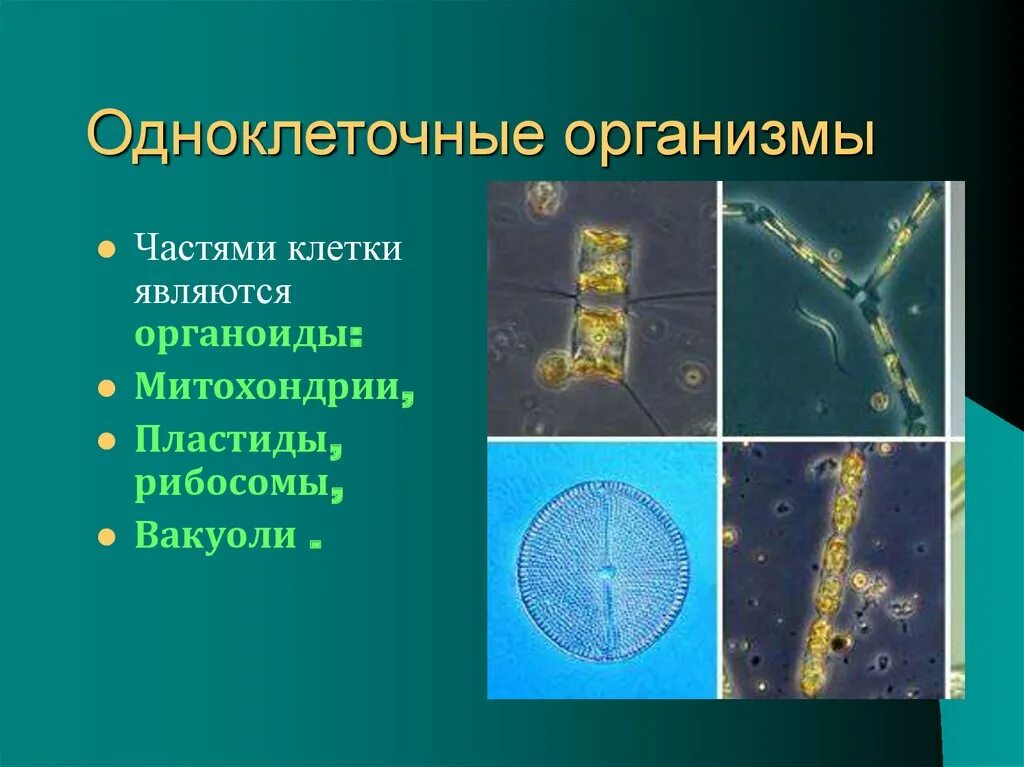 Почему бактерии вирусы одноклеточные водоросли. Одноклеточные и многоклеточные клетки. Одноклеточные организмы. Одноклеточные бактерии. Примеры одноклеточных организмов.