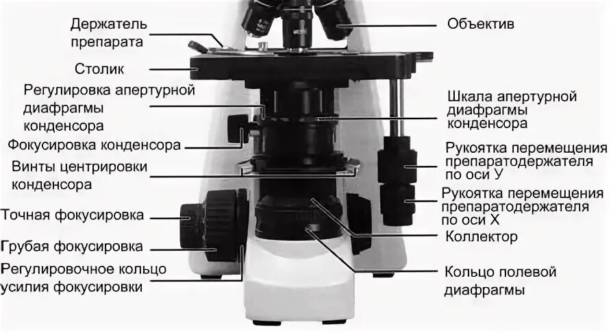 Строение микроскопа конденсор диафрагма. Световой микроскоп строение конденсор. Конденсор в микроскопе строение микроскопа. Апертурная диафрагма микроскопа. Какую часть работы выполняет объектив