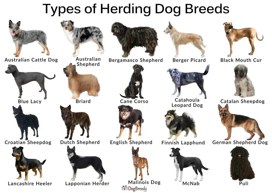 Dogs s names are. Разные породы собак. Породы собак для дошкольников. Распространенные породы собак. Породы собак каталог.