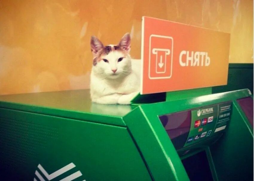 Cat bank. Кот на банкомате. Кот в банке. Котик Сбербанк. Коты и банкоматы.