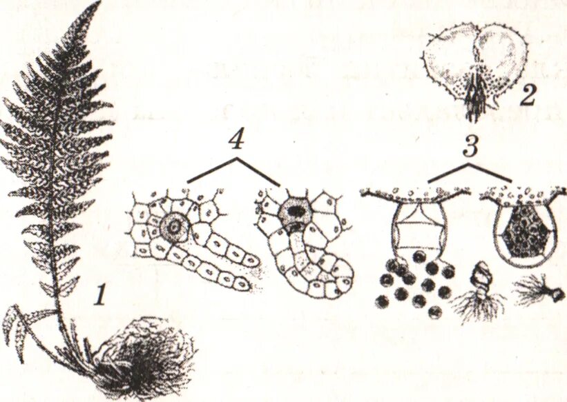 Деление клеток архегония. Заросток папоротника антеридии и архегонии. Антеридий схема. Схема размножения папоротника антеридий. Архегоний размножение.