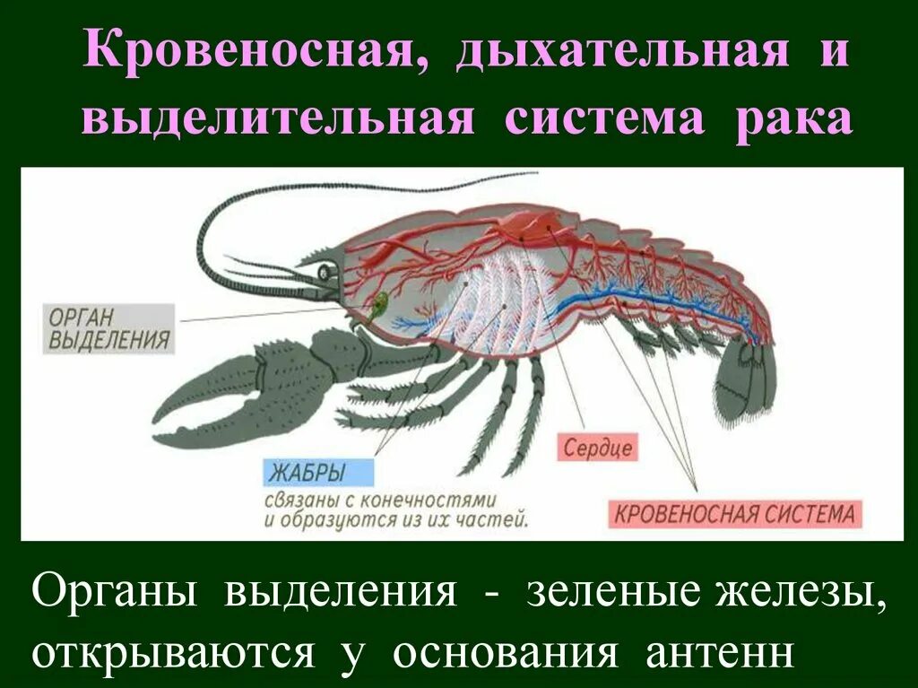 Каким органом дышит речной рак. Выделительная система ракообразных схема. Пищеварительная система членистоногих ракообразных. Класс ракообразные выделительная система 7 класс. Тип Членистоногие кровеносная система.