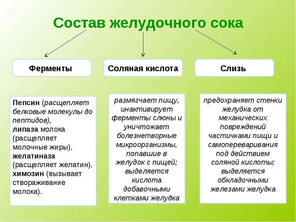 Состав желудочного сока ферменты