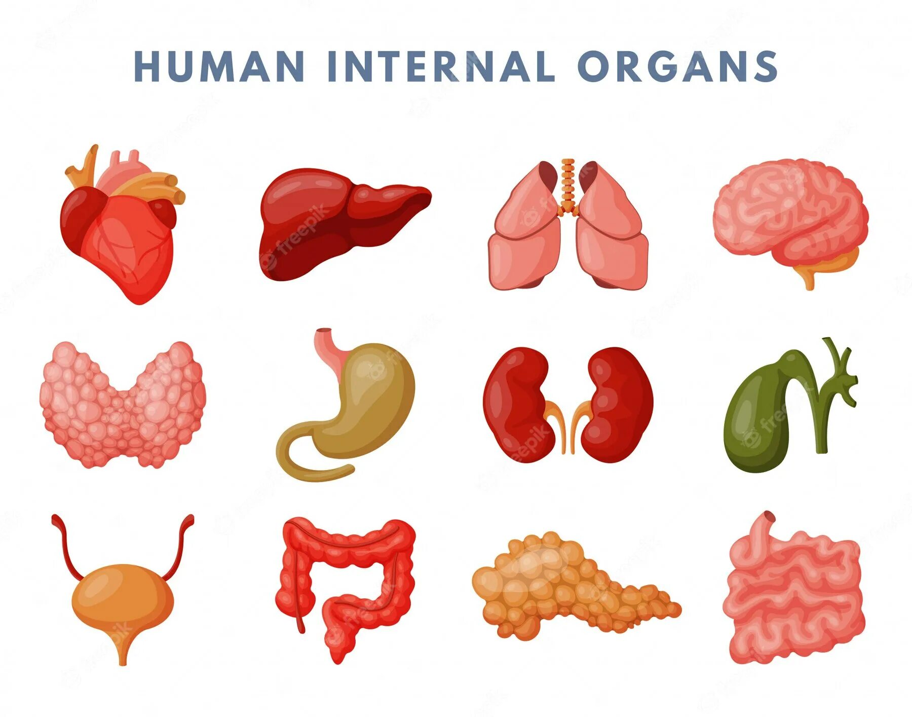 Internal organs. Аппликация внутренние органы человека. Органы человека вектор.