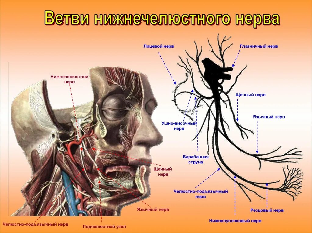 Ветви подъязычного нерва анатомия. Ушно-височный нерв анатомия. Нижняя челюсть иннервируется ветвью тройничного нерва. Анатомия 3 ветви тройничного нерва.