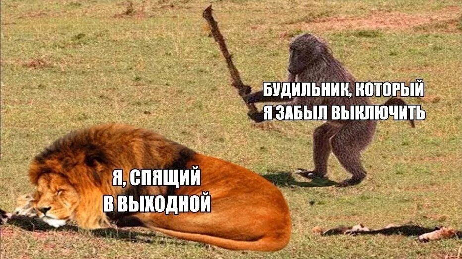 Мемы про выходные. Выходные Мем. Завтра выходной весёлые картник. Приколы про выходные. Ни минуты без