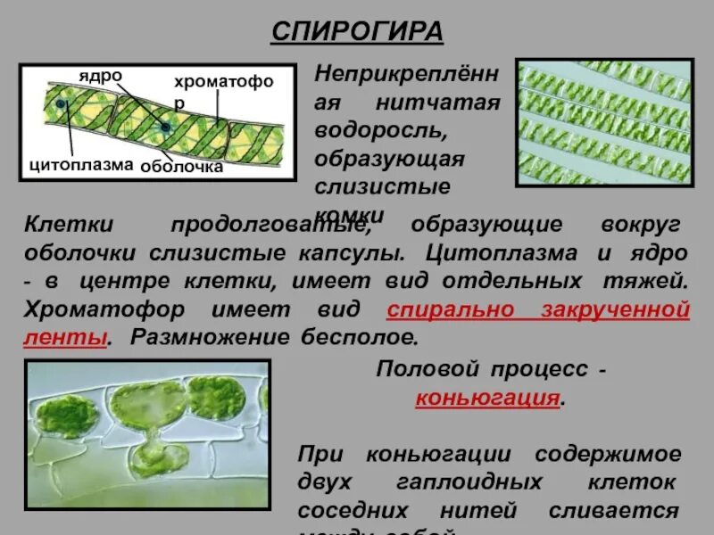 Спирогира высшее или низшее растение. Спирогира высшее или низшее растение