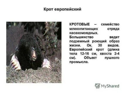 Ограничивающим фактором для жизни крота