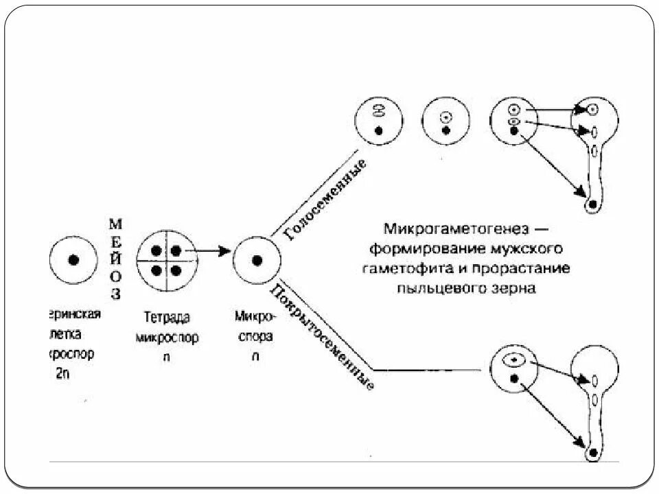 Схема развития мужского гаметофита у цветковых. Жизненный цикл голосеменных схема. Образование микро спот у голосемяных. Развитие женского гаметофита у покрытосеменных. Развитие мужских гамет