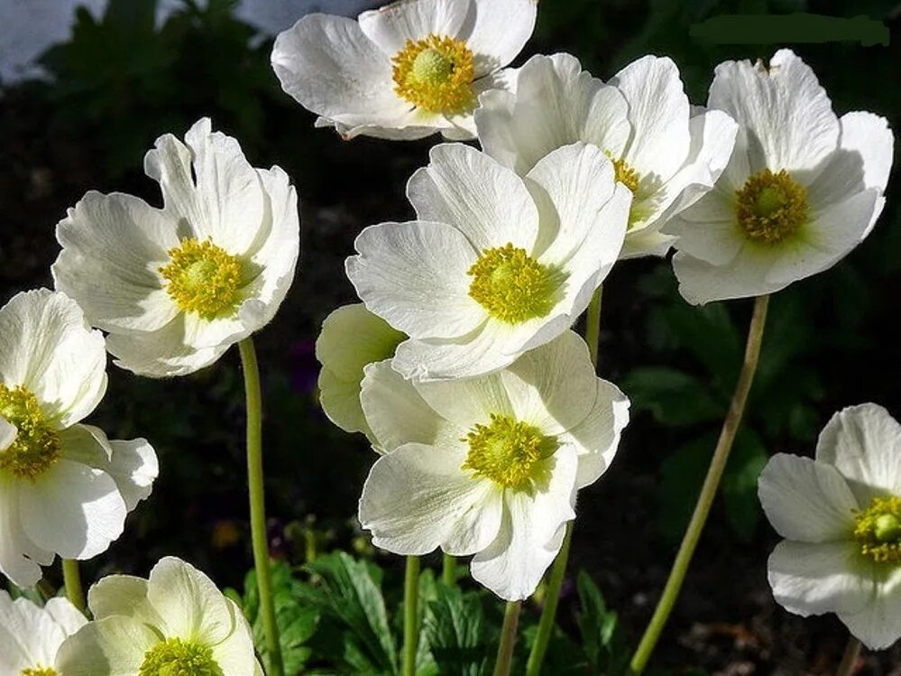 Ветреница лютичная. Ветреница лютичная бутон. Ветреница из лютиков 7. Анемона лютичная. Анемона лютичная.