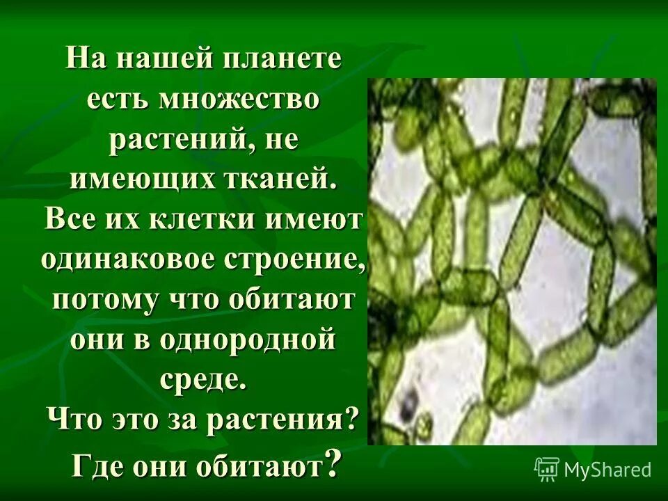 каждый орган имеет определённое. органы человека картинка. ткань в клетку. несколько органов образуют. царство растения подцарство высшие растения.