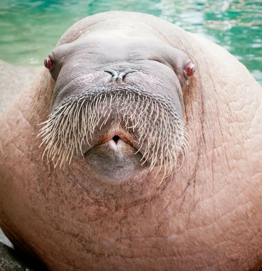 Морж прикольные картинки. Самка моржа. морж носач. морж келич. walrus моржик.