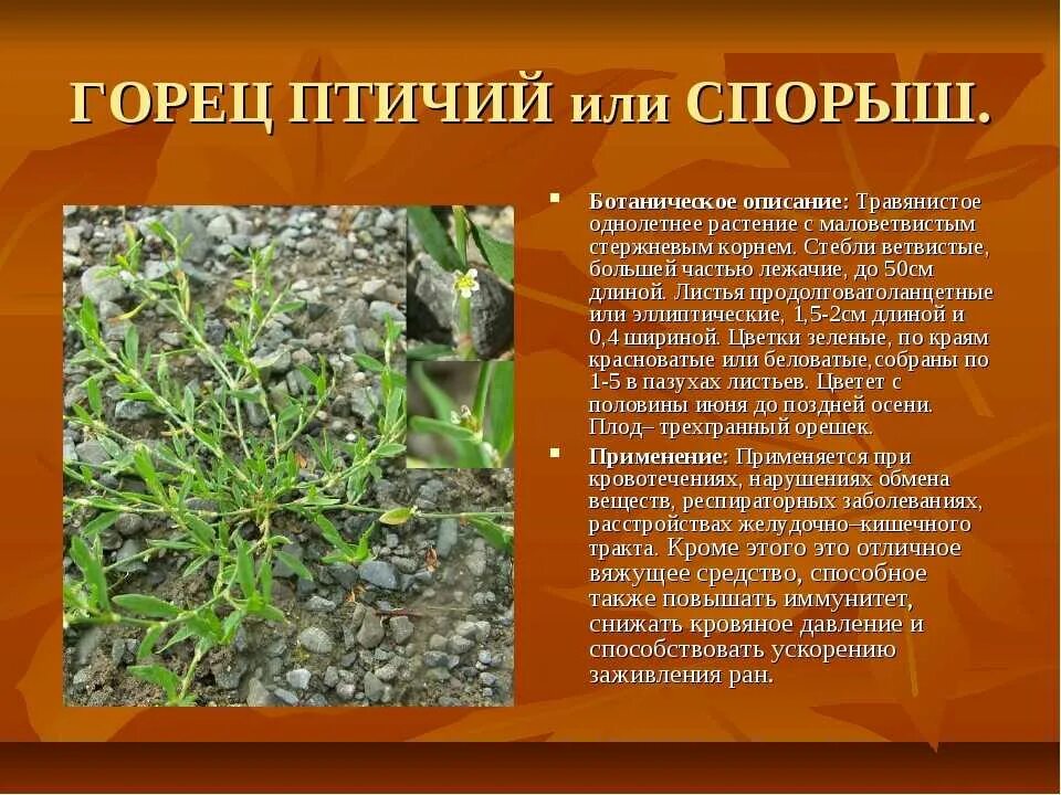 горец птичий спорыш. красногорсклексредства трава фармацвет горца птичьего (спорыша) 50 г. горца птичьего трава инструкция по применению. горца птичьего трава (спорыша) 50г. горец птичий (polygonum aviculare).