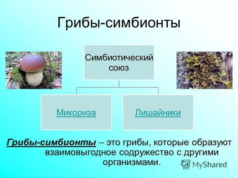 Грибы особая группа симбиотических организмов. Шляпочные грибы редуценты. Грибы симбионты лишайник. Строение гриба - симбионта. Грибы гетеротрофы.