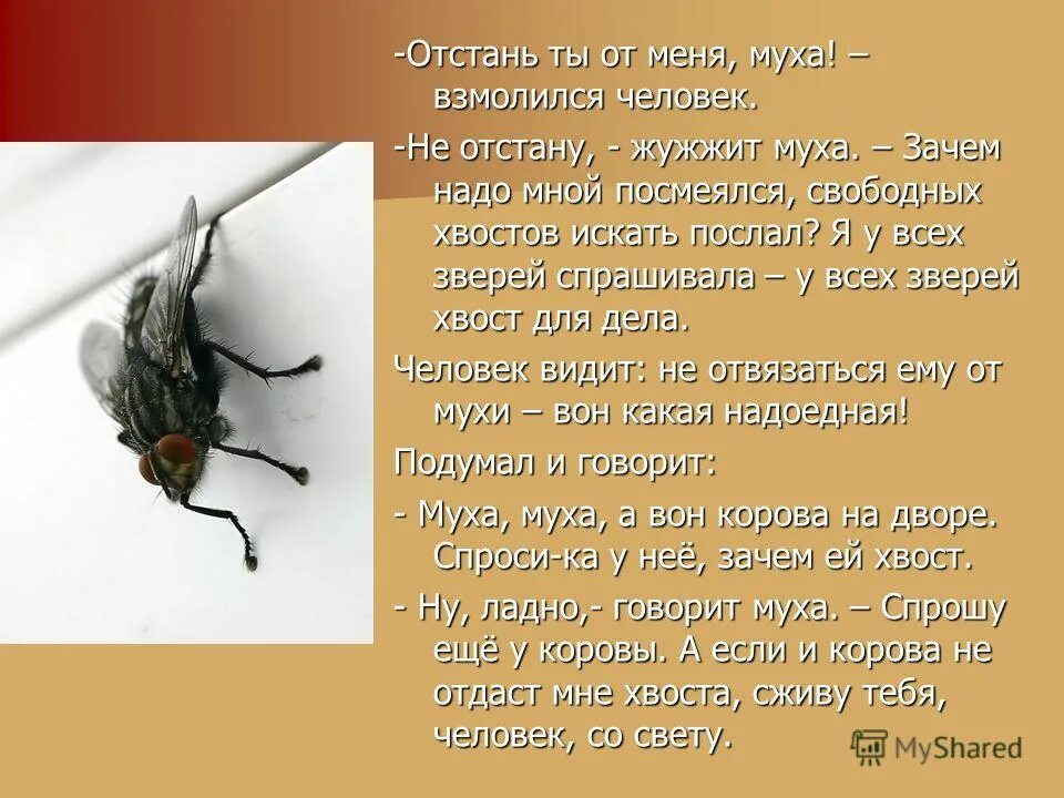 Муха минус. Зачем нужны мухи. Зачем нужны мухи в природе. Жужжание мухи. Почему мухи жужжат.