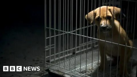 Безнадзорные животные право