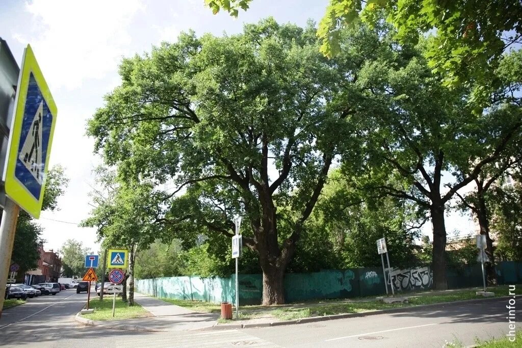 Деревья череповца