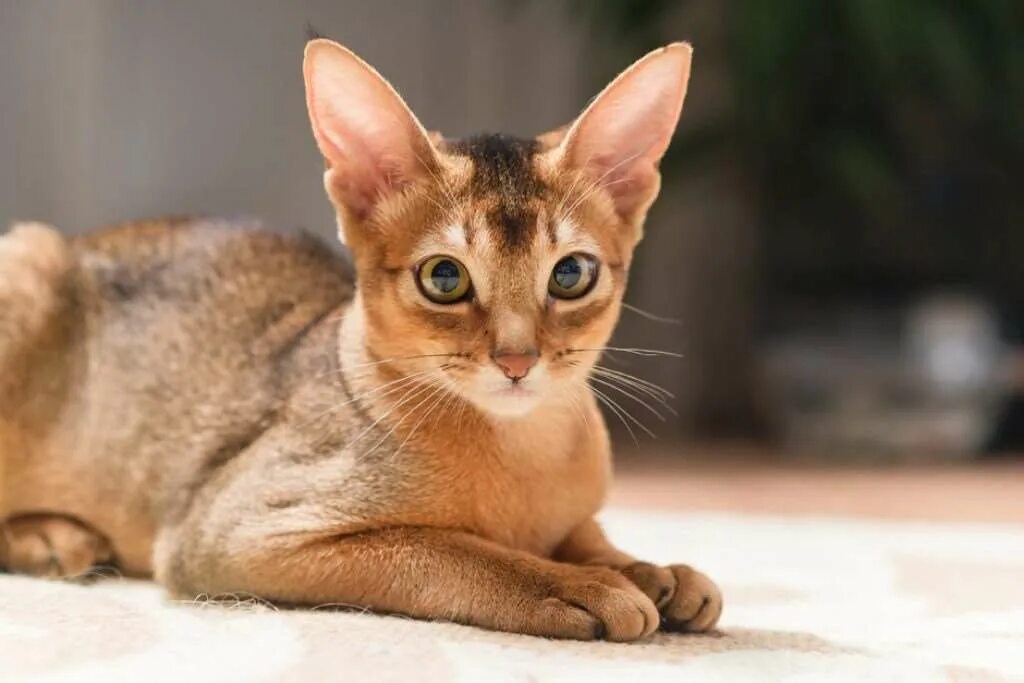 Скачать обои кошка, глаза, кот, усы, фон, abyssinian, раздел кошки в разрешении 