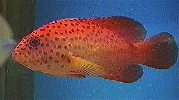 Fish may be