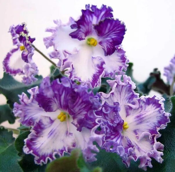 фиалка ты золушкин сон. сон фиалка. фиалка золушкин сон. сенполия летиция. сон фиалка.