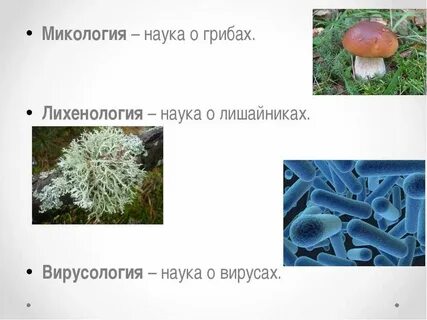 Микология в дерматологии